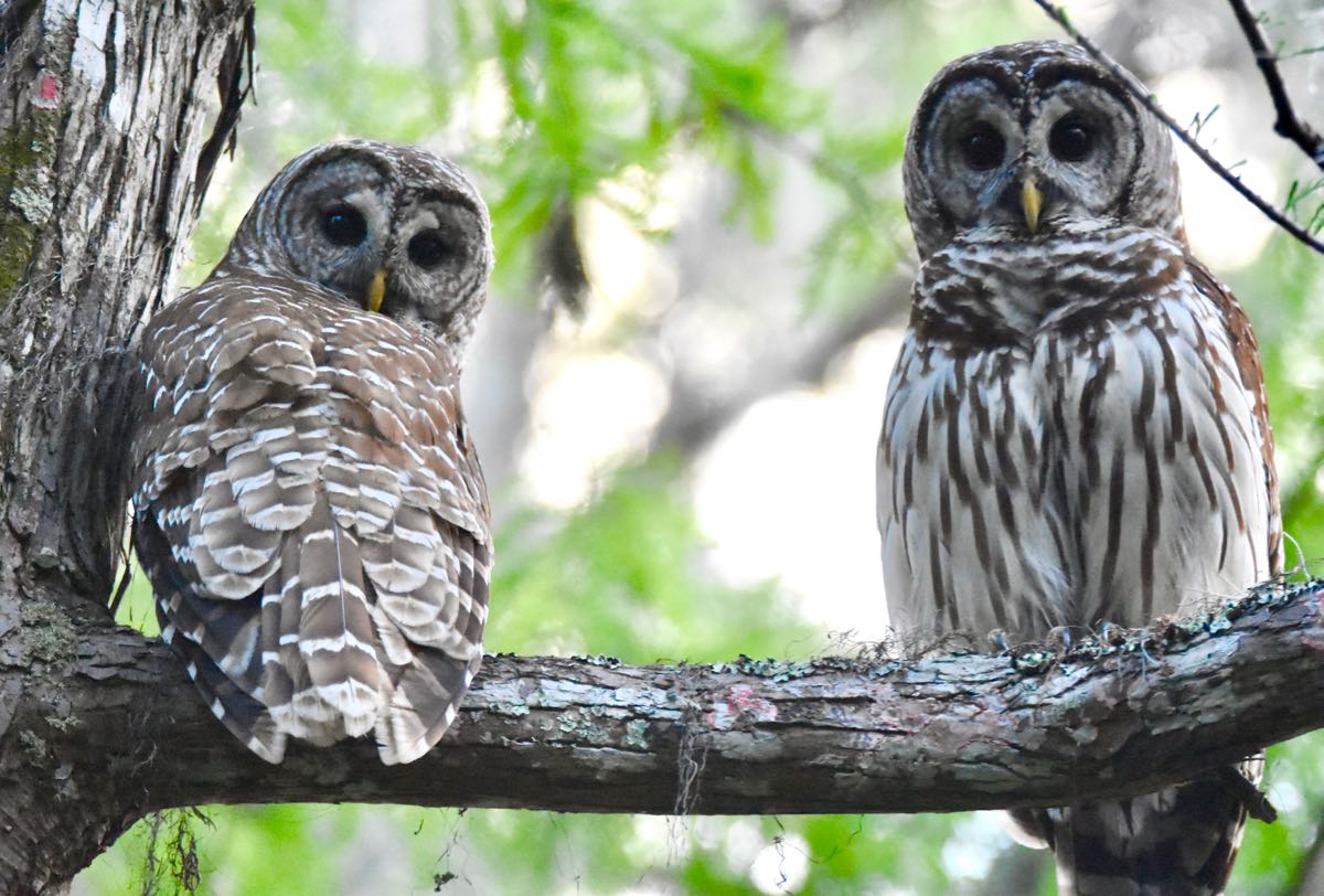 Barred Owl